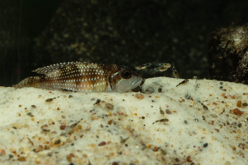 Lamprologus meleagris 'Moba'